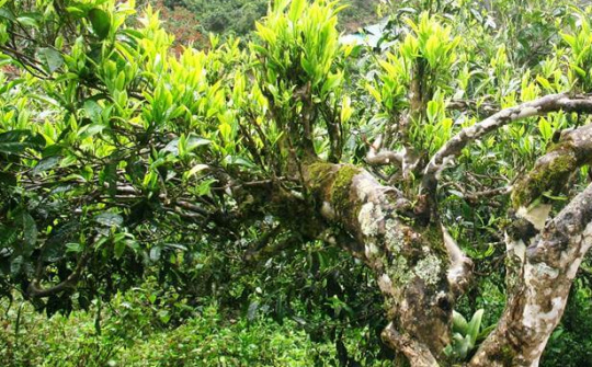 Nghiên cứu bảo tồn và phát huy giá trị cây chè cổ thụ tại xã An Toàn, huyện An Lão, tỉnh Bình Định