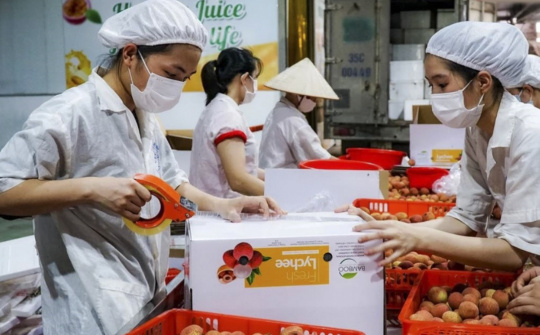 Bộ Công Thương: Đồng bộ các giải pháp hỗ trợ tiêu thụ và xuất khẩu quả vải trong niên vụ 2026