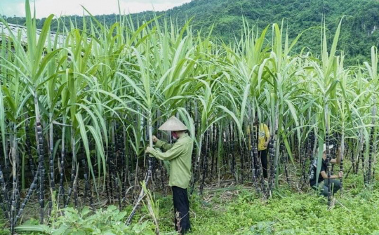 Bộ Công Thương gia hạn áp dụng biện pháp chống bán phá giá và chống trợ cấp với đường mía Thái Lan