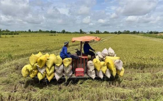 Analyzing the impact of productivity and quality management on the economic performance of rice-farming households: Evidence from Tap Son Commune, Vinh Long province