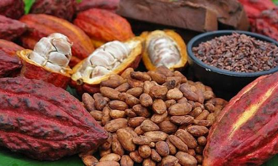 Xuất khẩu ca cao sang Bắc Âu: Doanh nghiệp cần đáp ứng đầy đủ tiêu chuẩn an toàn thực phẩm của châu Âu