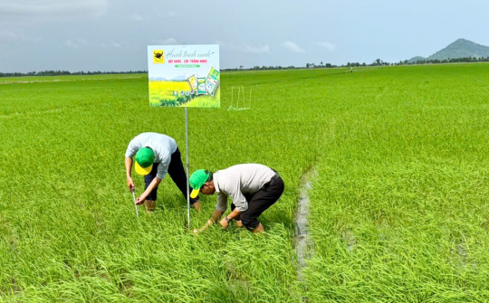 Đổi mới tư duy trên vùng đất phèn để tăng hiệu quả trồng lúa