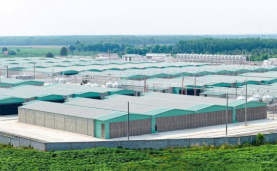 BAF tăng 61% sản lượng heo 6 tháng đầu năm 2026, đẩy mạnh đầu tư cho chu kỳ tăng trưởng mới