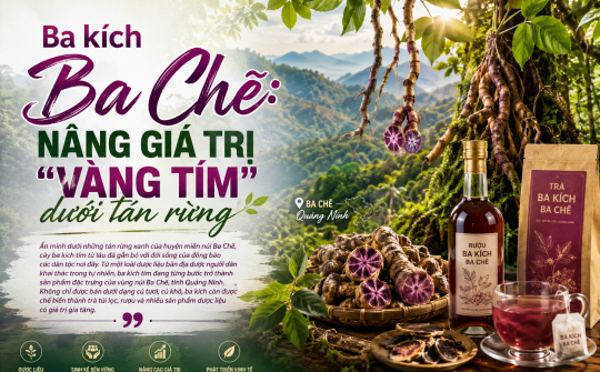 [E-Magazine] Ba kích Ba Chẽ: Nâng giá trị “vàng tím” dưới tán rừng