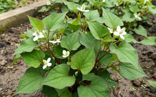 Xác định hàm lượng polyphenol, flavonoid và polysaccharide tổng số trong rau diếp cá (Houttuynia cordata Thunb.)
