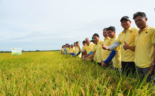 Nâng pH đất phèn-chìa khóa hạ giá thành lúa hè thu ở Tứ giác Long Xuyên
