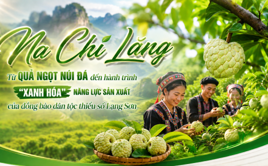 Na Chi Lăng: Từ quả ngọt núi đá đến hành trình "xanh hóa" năng lực sản xuất của đồng bào dân tộc thiểu số Lạng Sơn