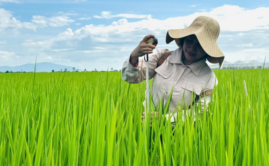 Cải tạo đất đầu vụ, chủ động hạn chế ngộ độc phèn cho lúa