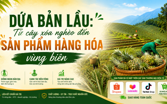 [eMagazine] Dứa Bản Lầu: Từ cây xóa nghèo đến sản phẩm hàng hóa vùng biên