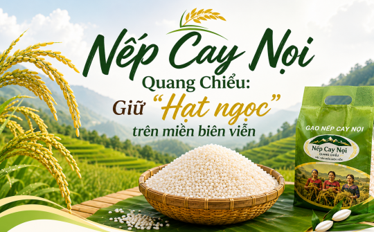 [eMagazine] Nếp Cay Nọi Quang Chiểu: Giữ “Hạt ngọc” trên miền biên viễn