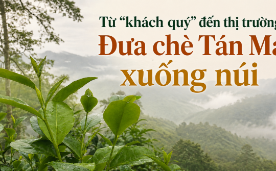 (eMagazine) Từ “khách quý” đến thị trường: Đưa chè Tán Ma xuống núi