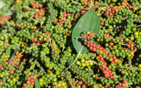 Giá tiêu hôm nay 25/8: Xuất khẩu tiêu sang Trung Quốc tăng đột biến, tạo thêm lực đỡ cho giá trong nước