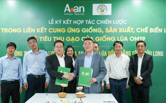 A An và Viện Lúa Đồng bằng sông Cửu Long hợp tác phát triển OM19, kiến tạo chuỗi giá trị lúa gạo chất lượng cao