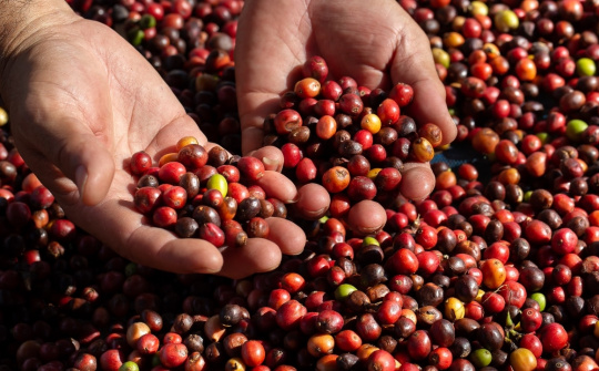 Giá cà phê hôm nay 8/8: Arabica tăng vọt, Robusta tiếp tục chịu áp lực giảm