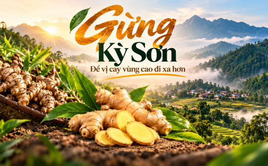 (Emagazine) Gừng Kỳ Sơn: Để vị cay vùng cao đi xa hơn