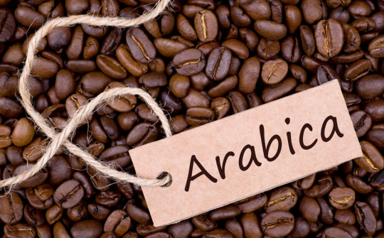 Giá cà phê hôm nay 11/9: Giá Arabica giảm do triển vọng nguồn cung Brazil cải thiện