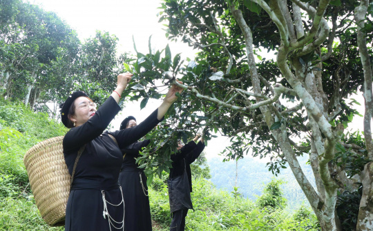Thái Nguyên: Từ “Đệ nhất danh trà” đến khát vọng vươn tầm thế giới