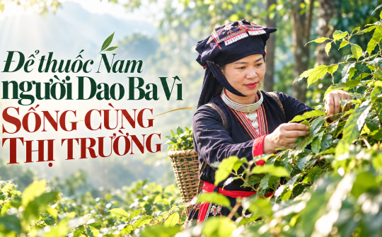 (Emagazine) Để thuốc Nam người Dao Ba Vì sống cùng thị trường