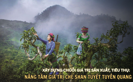 Xây dựng chuỗi giá trị sản xuất, tiêu thụ: Nâng tầm giá trị chè Shan tuyết Tuyên Quang