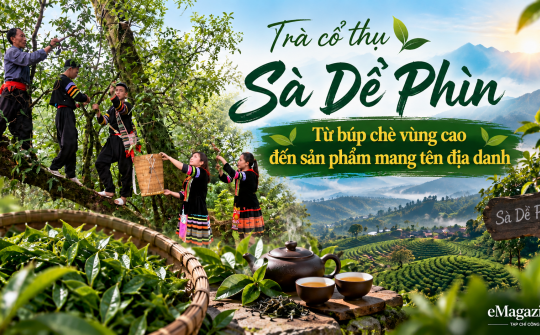 [eMagazine] Trà cổ thụ Sà Dề Phìn: Từ búp chè vùng cao đến sản phẩm mang tên địa danh