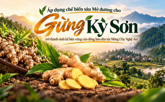 [Emagazine] Áp dụng chế biến sâu: Mở đường cho gừng Kỳ Sơn trở thành sinh kế bền vững của đồng bào dân tộc Mông (Tây Nghệ An)
