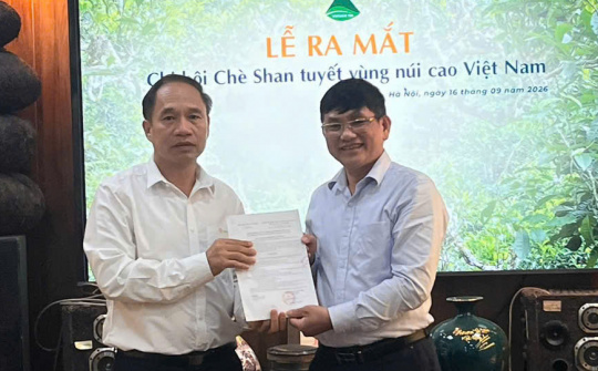 Kết nối vùng trà cổ thụ, nâng tầm giá trị chè Shan Tuyết