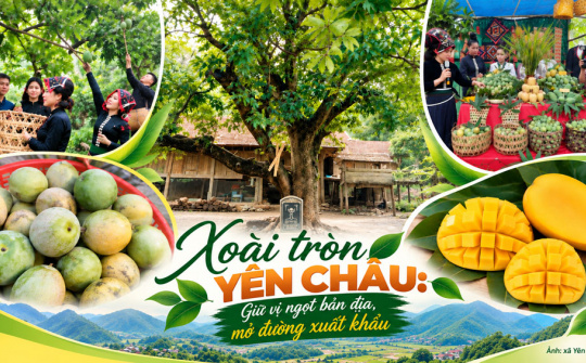 [Emagaziner] Xoài tròn Yên Châu (Sơn La): Giữ vị ngọt bản địa, mở đường xuất khẩu