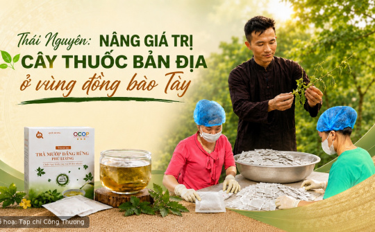 [eMagazine] Thái Nguyên: Nâng giá trị cây thuốc bản địa ở vùng đồng bào Tày
