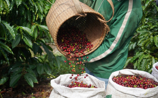 Giá cà phê hôm nay 30/9: Giá Arabica tiếp tục tăng