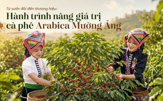 Từ sườn đồi đến thương hiệu: Hành trình nâng giá trị cà phê Arabica Mường Ảng
