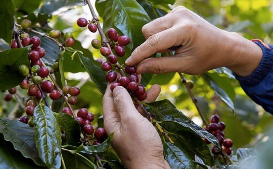 Hành trình đưa hương vị Việt ra thế giới (Kỳ 2): Khi “Made in Vietnam” kể câu chuyện Việt Nam