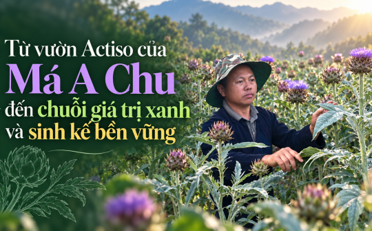 (Emagazine) Từ vườn actiso của Má A Chu đến chuỗi giá trị xanh và sinh kế bền vững