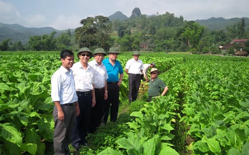 In cảnh báo sức khỏe trên bao bì thuốc lá: Còn đó khó khăn
