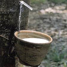 Giá cao su tăng trở lại 
