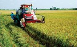 Nhiều ưu đãi khuyến khích liên kết sản xuất gắn với tiêu thụ nông sản