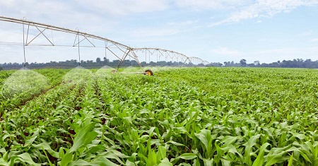 Bò và sữa TH True milk: Những điều mắt thấy, tai nghe