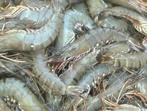 Việt Nam xuất khẩu tôm đứng thứ ba thế giới