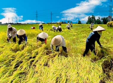 Tổng hợp tin thị trường gạo ngày 11/3/2014