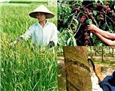 Tổng quan về tình hình xuất khẩu nhóm hàng nông sản, thủy sản Việt Nam năm 2013