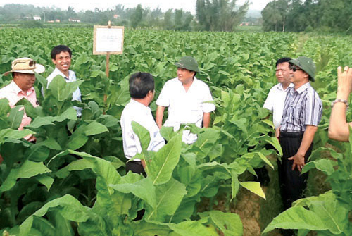Ngành Thuốc lá đối mặt với thách thức khi tham gia TPP