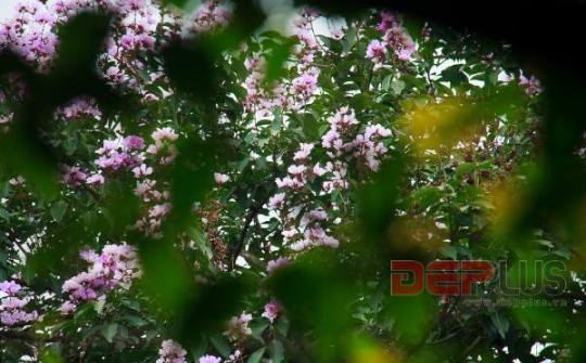 Tím rịm bằng lăng tràn vào phố