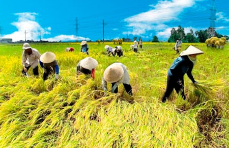 Tổng hợp tin thị trường gạo quốc tế ngày 22/5/2014