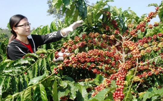 Kinh  nghiệm đăng ký bảo hộ chỉ dẫn địa lý cà phê Buôn Ma Thuột