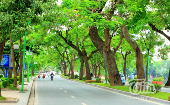 Những con đường rợp bóng cây đẹp mê li giữa lòng Hà Nội