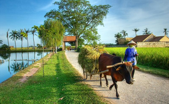 Cơm mới…