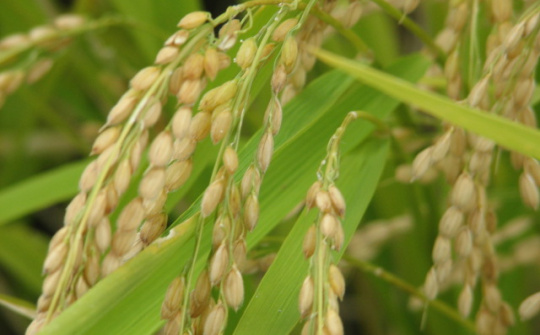 Thị trường gạo thế giới tuần từ 16 - 20/6/2014