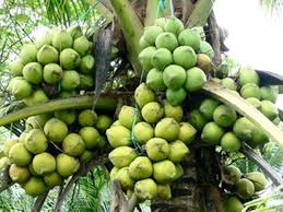 Dừa Bến Tre tỏa rộng thị trường