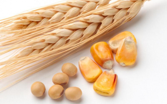 Vì sao giá ngô, lúa mỳ và đậu tương sụt giảm mạnh?