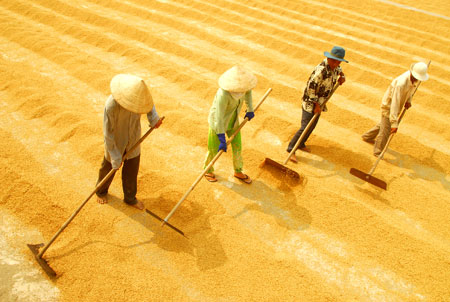 Thị trường gạo thế giới tuần từ 28/7 - 1/8/2014