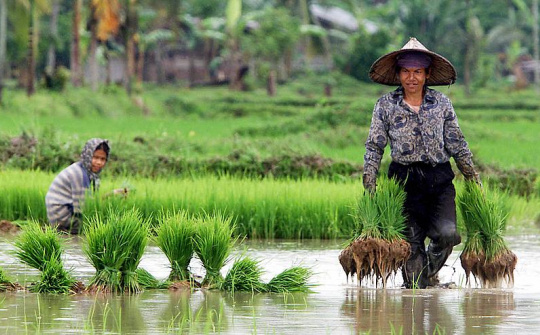 Tổng hợp tin thị trường gạo quốc tế ngày 4/8/2014